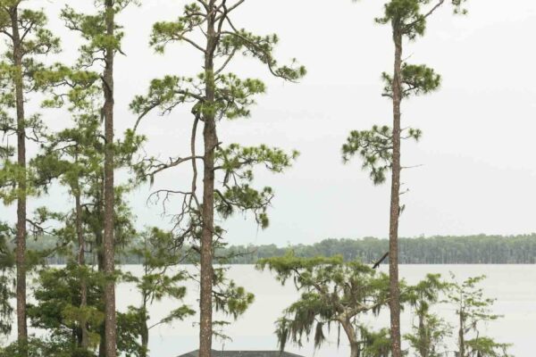 Lake Pickett119